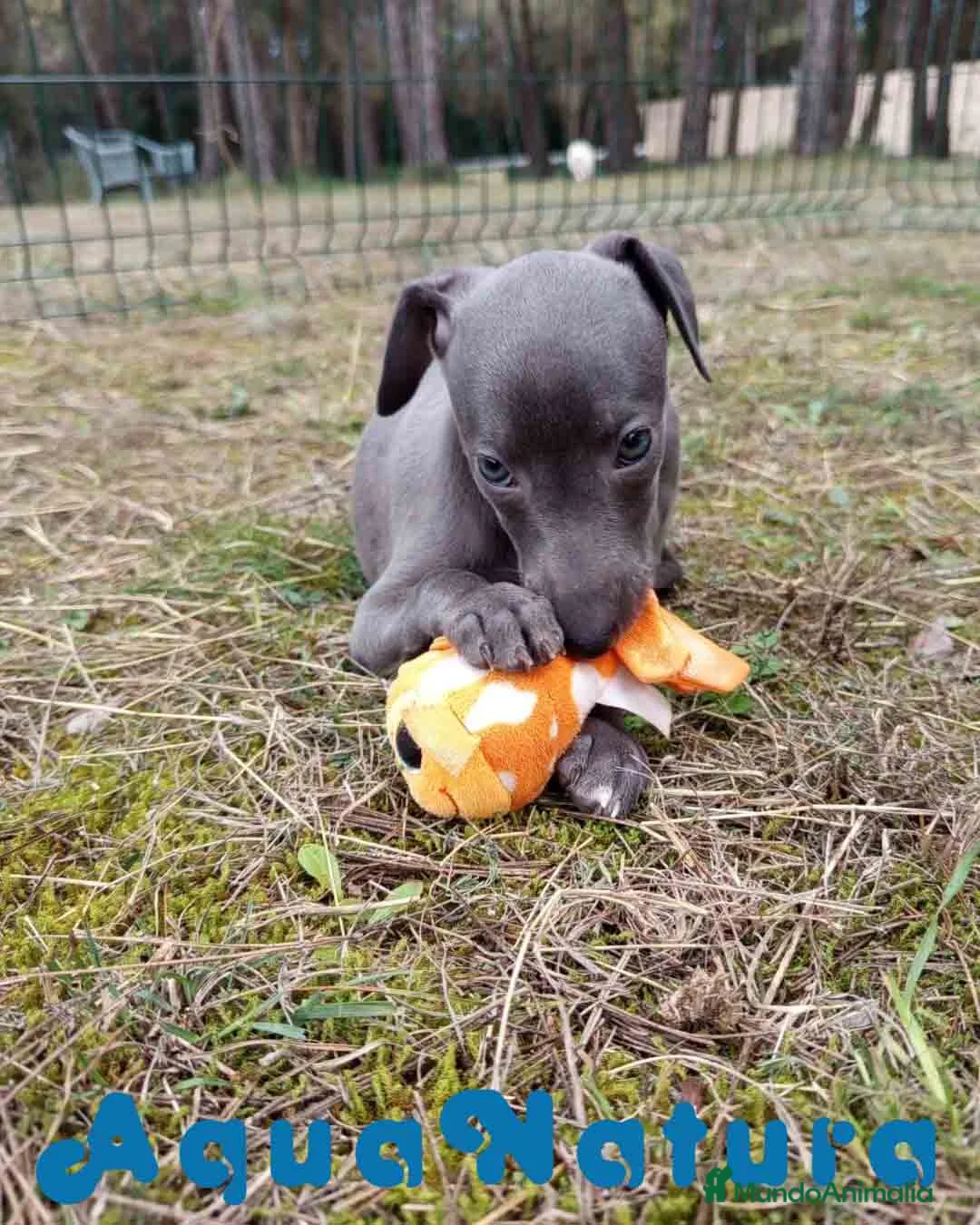 Pequeño Lebrel Italiano perros en venta:  Lebrel Italiano Hembra 1 de AB y Omega AQUANATURA - Anuncio 9
