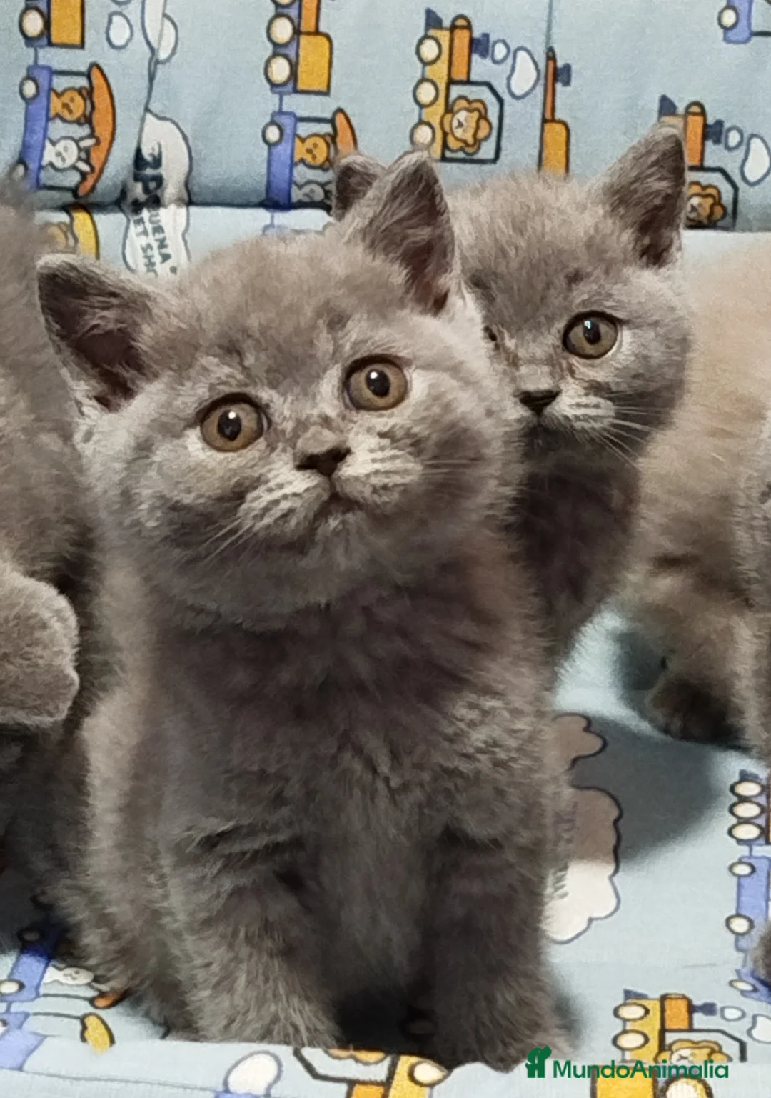 Británico de Pelo Corto Azul gatos en venta: Preciosos British Shorthair  - Anuncio 1