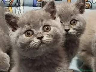 Británico de Pelo Corto Azul gatos Preciosos British Shorthair - Anuncio 1
