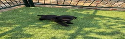 Labrador Retriever perros en venta: LABRADOR - Anuncio 37