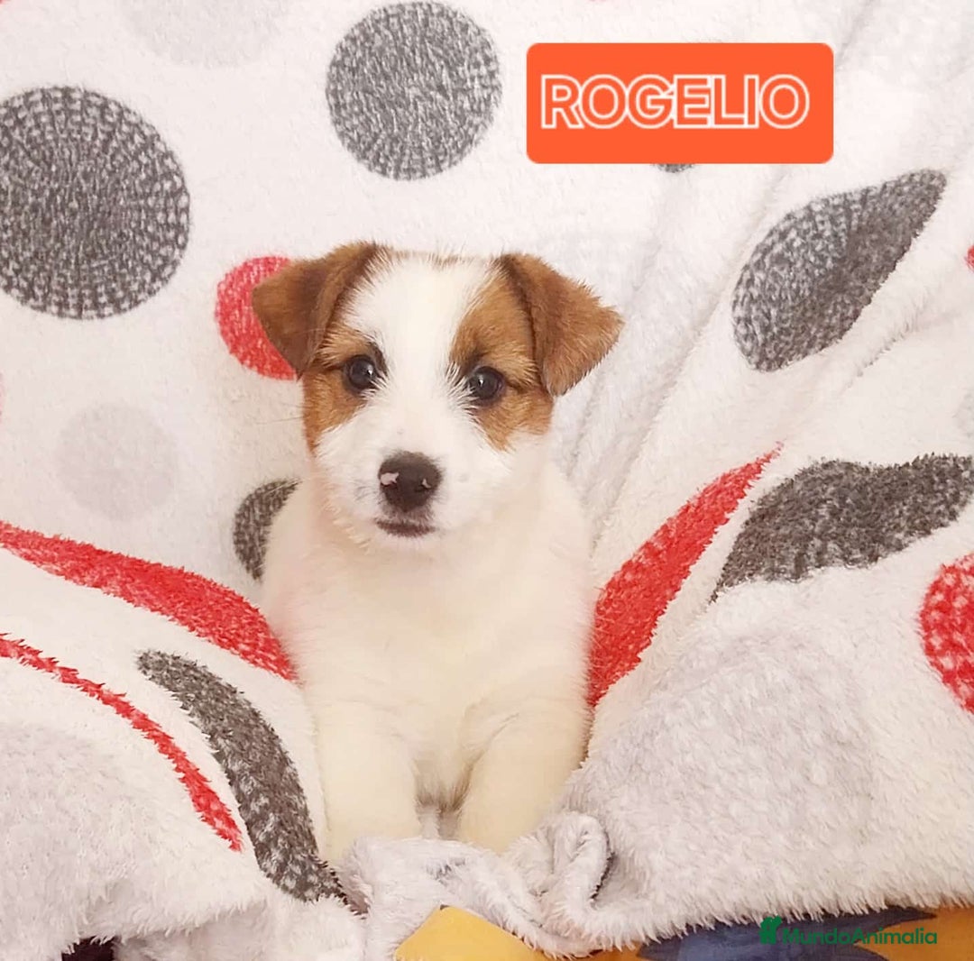 Jack Russell Terrier perros en venta: Jack Russell  - Anuncio 5