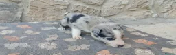 Border Collie perros en venta: Border Collie disponibles - entrega septiembre - Anuncio 5