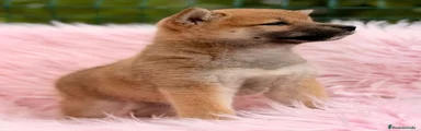 Shiba Inu 2