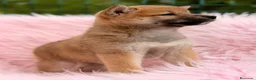 Shiba Inu perros en venta: Shiba Inu  - Anuncio 9