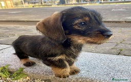 Teckel perros en venta: TECKEL HOJA SECA PRECIOSOS - Anuncio 3