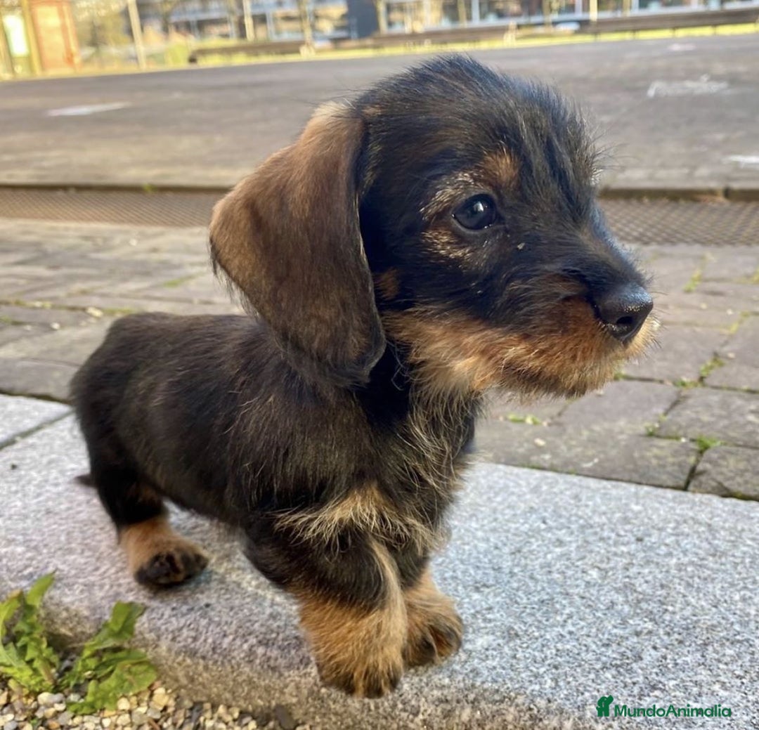 Teckel perros en venta: TECKEL HOJA SECA PRECIOSOS - Anuncio 3