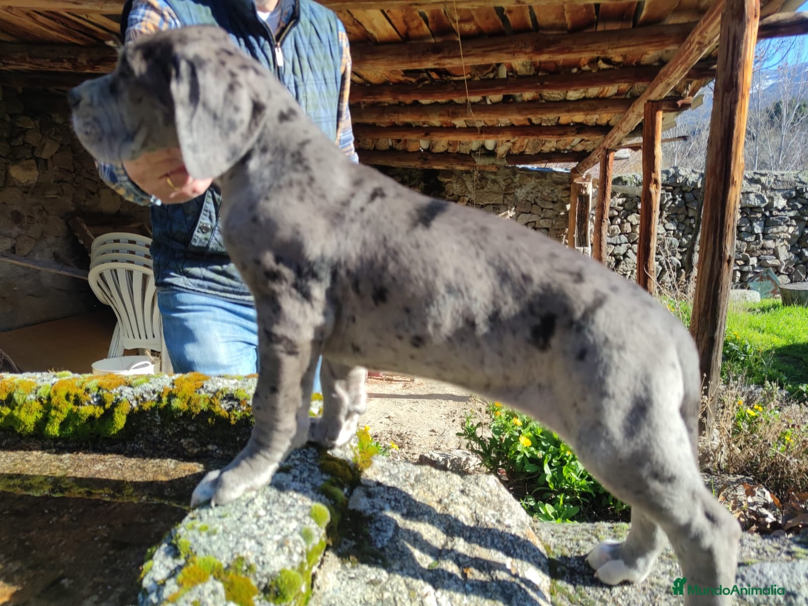 Dogo Argentino perros DOGO ARGENTINO-GRAN DANES - Anuncio 2