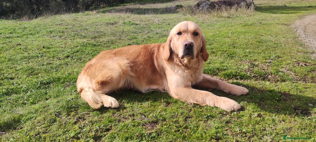 Golden Retriever perros en venta: Golden Retriever - Anuncio 1