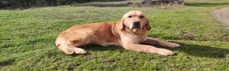 Golden Retriever perros en venta: Golden Retriever - Anuncio 10