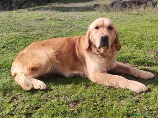 Golden Retriever perros Golden Retriever - Anuncio 10