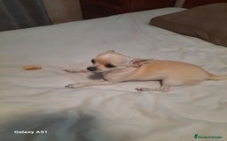 Chihuahua perros en venta: Chihuahua  - Imagen 3