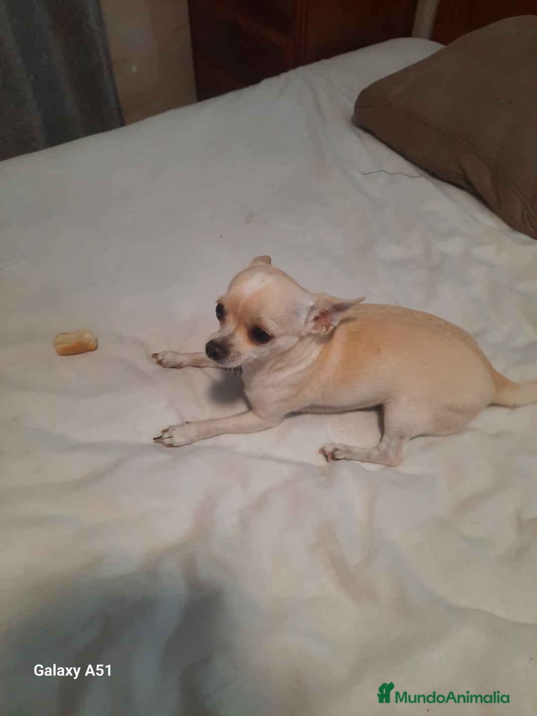 Chihuahua perros en venta: Chihuahua  - Imagen 3