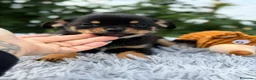 Pomchi perros en venta: ÚLTIMO MACHO PONSKY DISPONIBLE - Anuncio 2