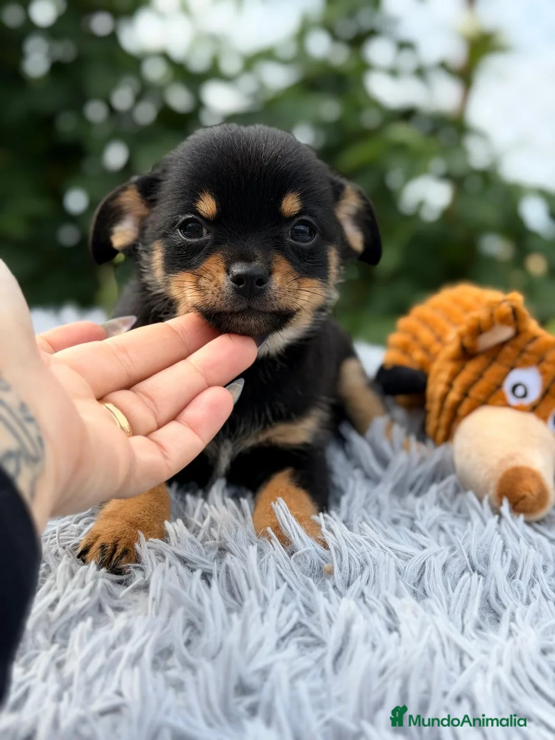Pomchi perros en venta: ÚLTIMO MACHO PONSKY DISPONIBLE - Anuncio 2