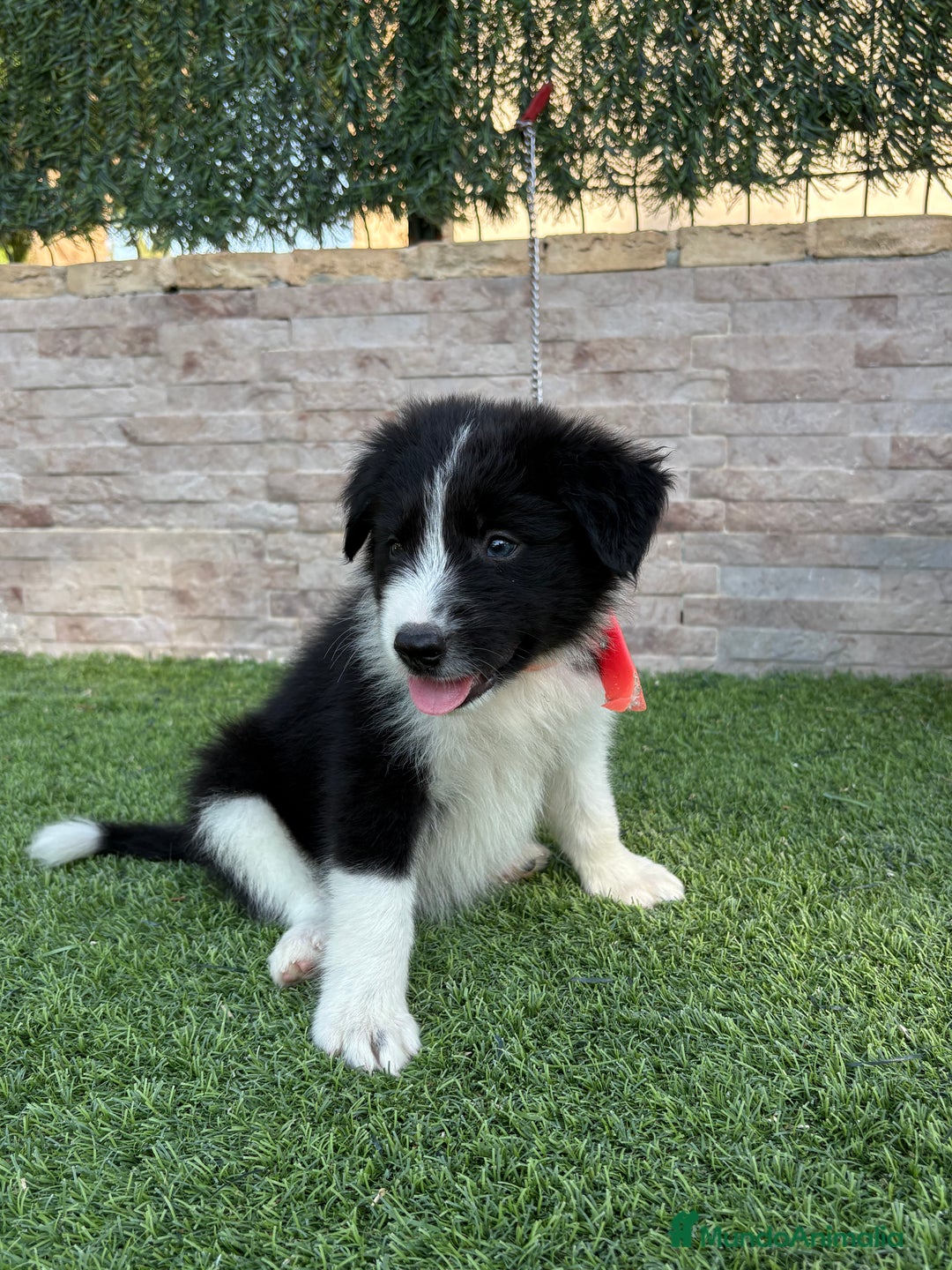 Border Collie perros en venta: Disponible cachorro Border collie  - Imagen 7