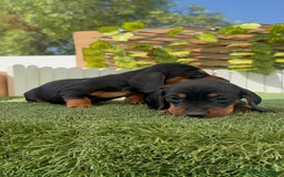 Teckel Miniatura perros en venta: TECKEL MINIATURA - Imagen 12