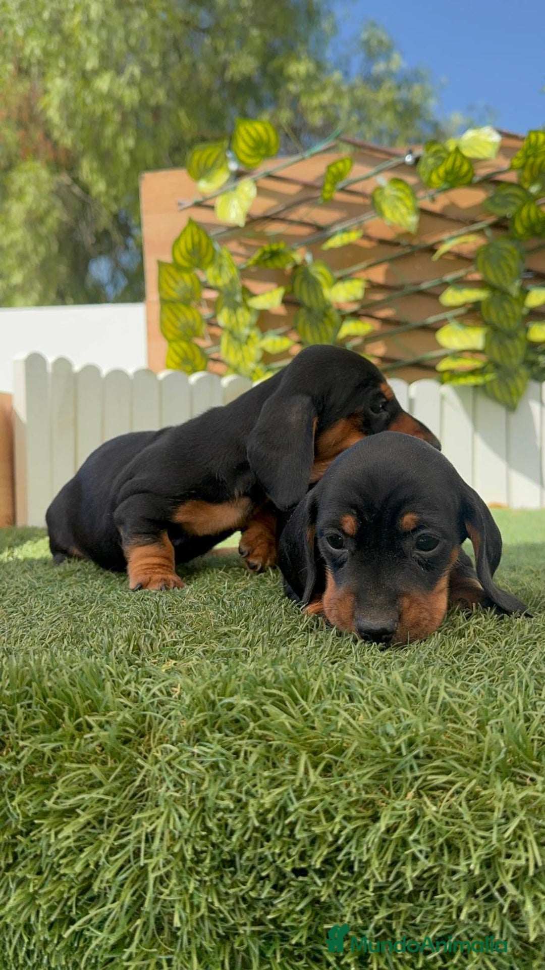 Teckel Miniatura perros en venta: TECKEL MINIATURA - Imagen 12