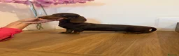 Teckel Miniatura perros en venta: Teckel mini  - Anuncio 4