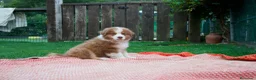Pastor Australiano perros en venta: Cachorros Pastor Australiano - Anuncio 2