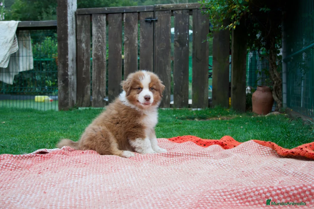 Pastor Australiano perros en venta: Cachorros Pastor Australiano - Anuncio 2