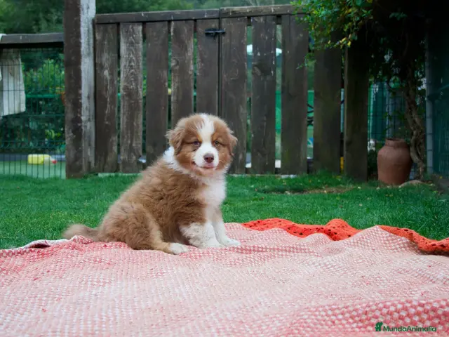 Pastor Australiano perros en venta: Cachorros Pastor Australiano - Anuncio 2