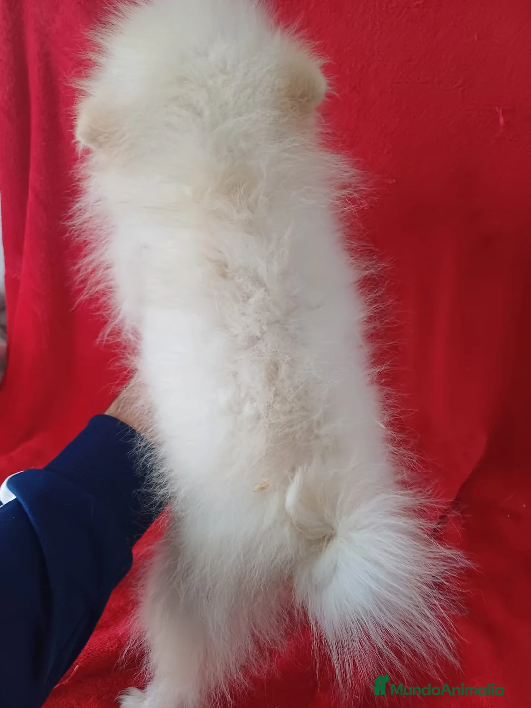 Pomerania perros en venta: Pomerania Standar  - Anuncio 3