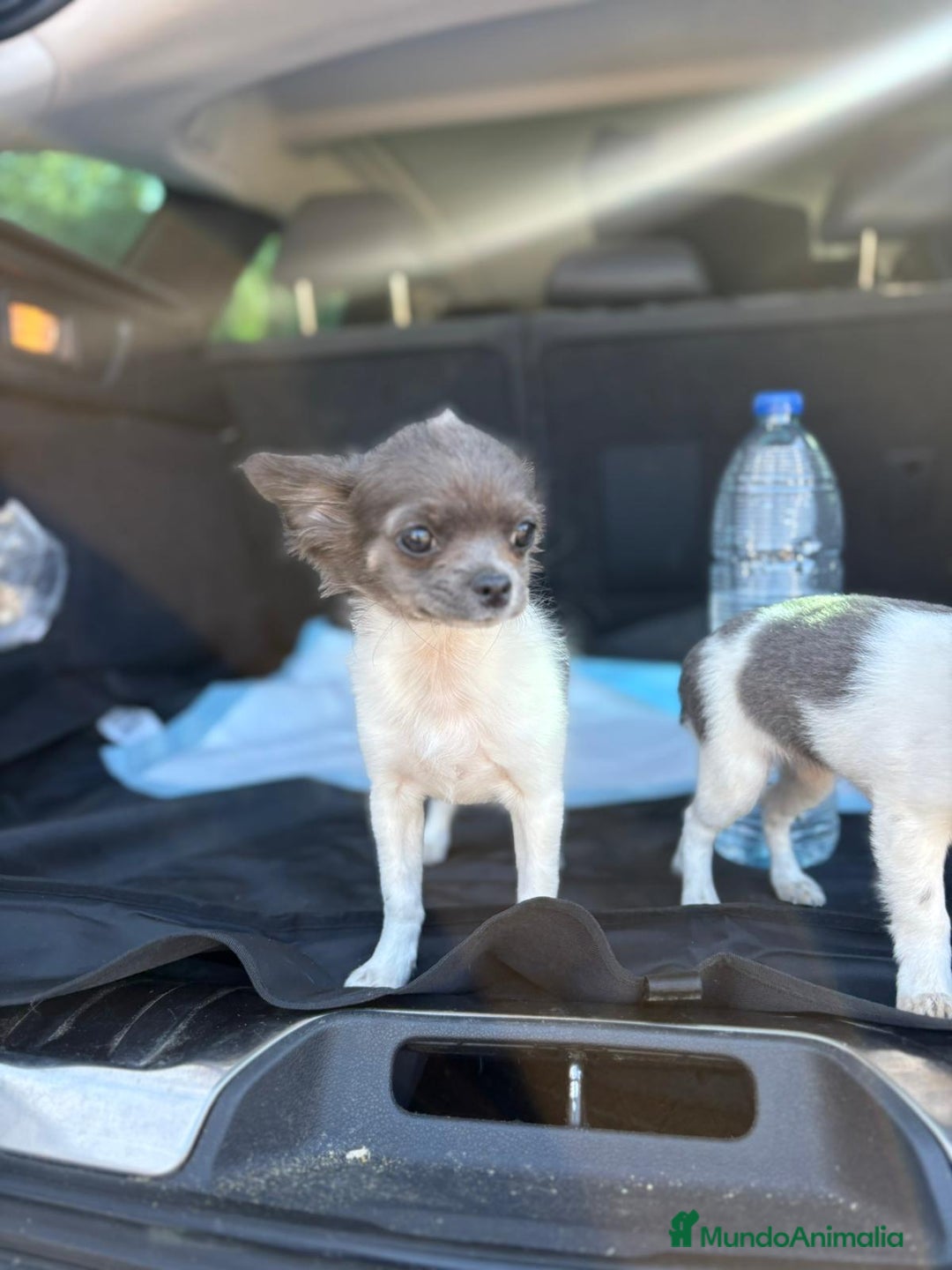 Chihuahua perros en venta: Chihuahuas pelo largo blanco blue - Imagen 7