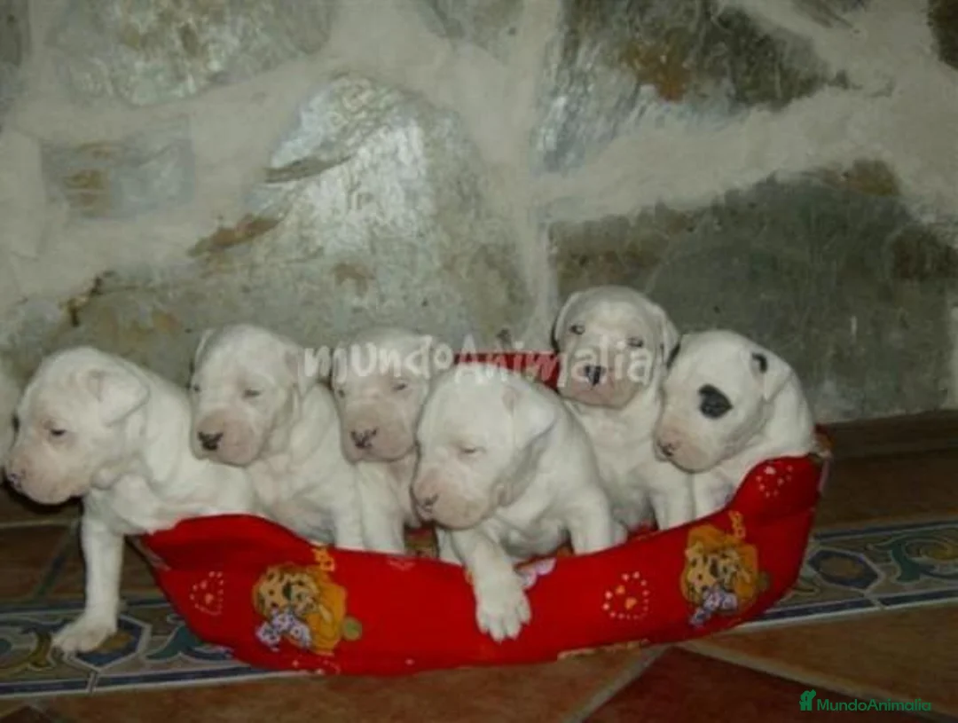 Imagen de galería {{count}}