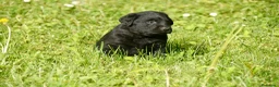 Labrador Retriever perros en venta: Cachorros de Labrador Retriever Negros - Anuncio 15