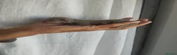 Chihuahua perros en venta: Chihuahua - Anuncio 8