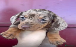 Teckel Miniatura perros en venta: Impresionantes Teckel miniaturas. 601144783 .  - Imagen 3