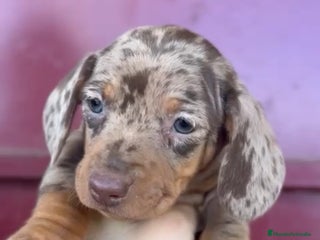 Teckel Miniatura perros - Anuncio 21