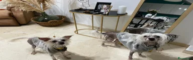 Perro Crestado Chino Cachorro 2