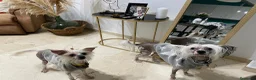 Perro Crestado Chino perros en venta: Crestados Chinos - Anuncio 8