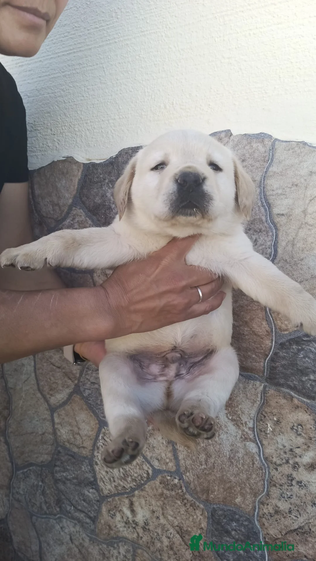 Labrador Retriever perros en venta: Espectacular camada de labrador - Anuncio 8