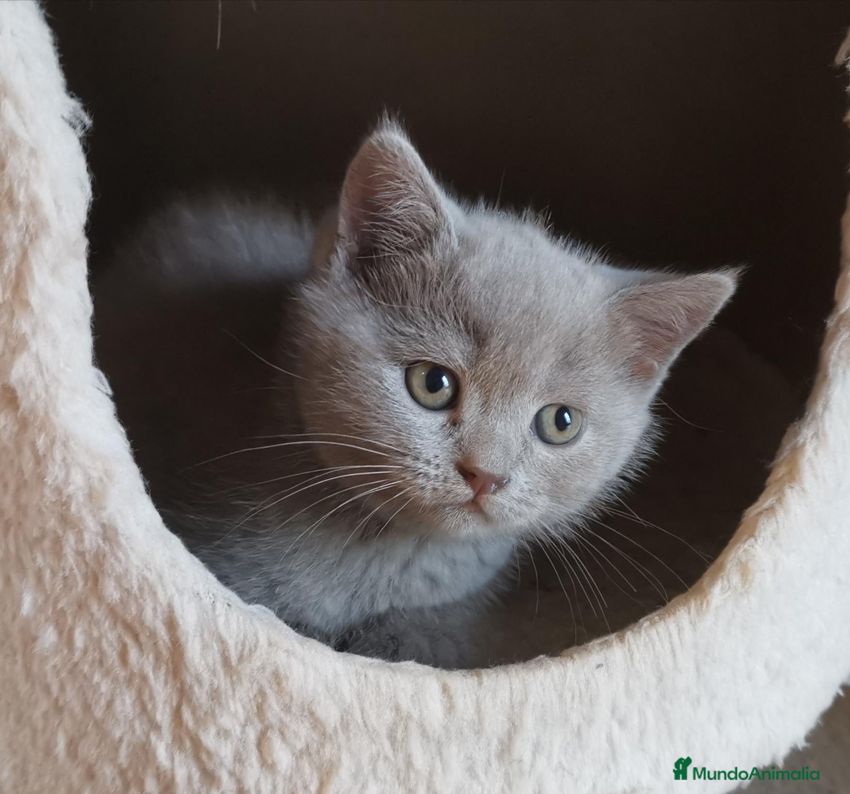 Británico de Pelo Corto gatos en venta: Gato British Shorthair  - Anuncio 2