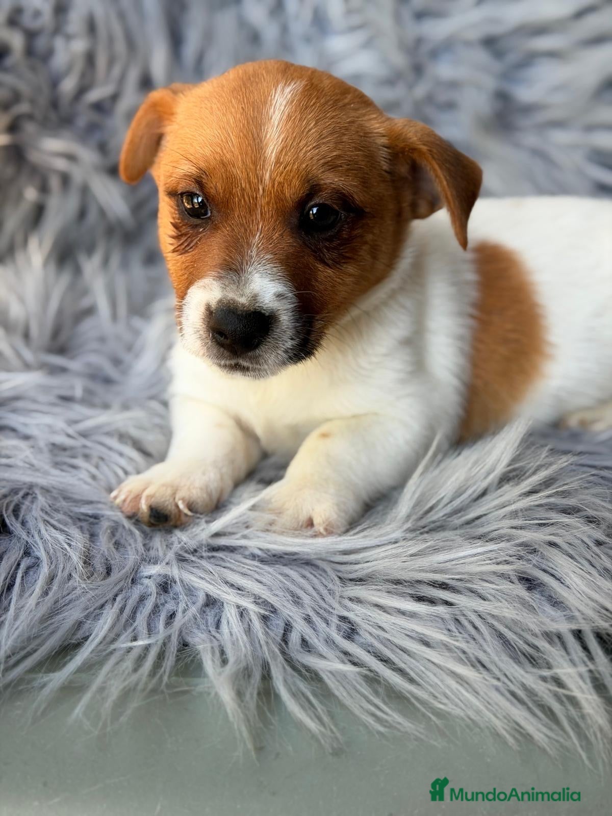 Jack Russell Terrier perros Camada Jack russel - Anuncio 3