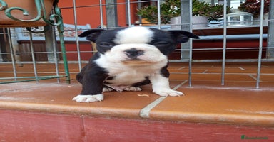 Boston Terrier perros en Murcia - Anuncio 1