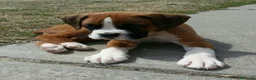 Boxer perros en venta: BOXER - Anuncio 2