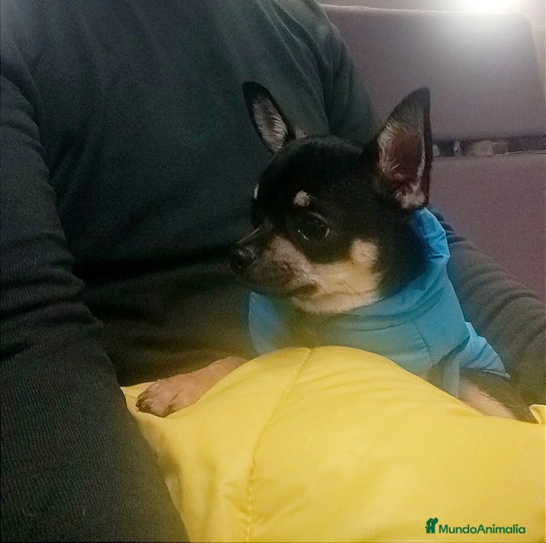 Chihuahua perros en venta: Chihuahua muy bonito - Anuncio 7