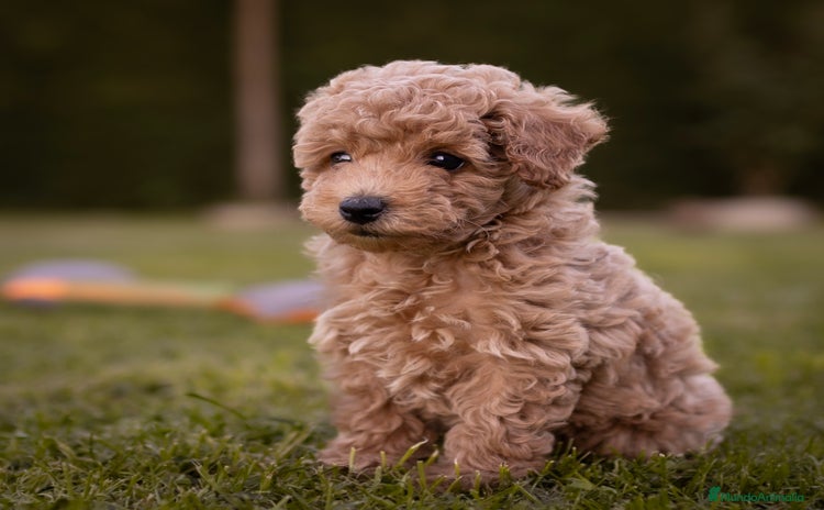 Caniche Toy perros - Anuncio 1