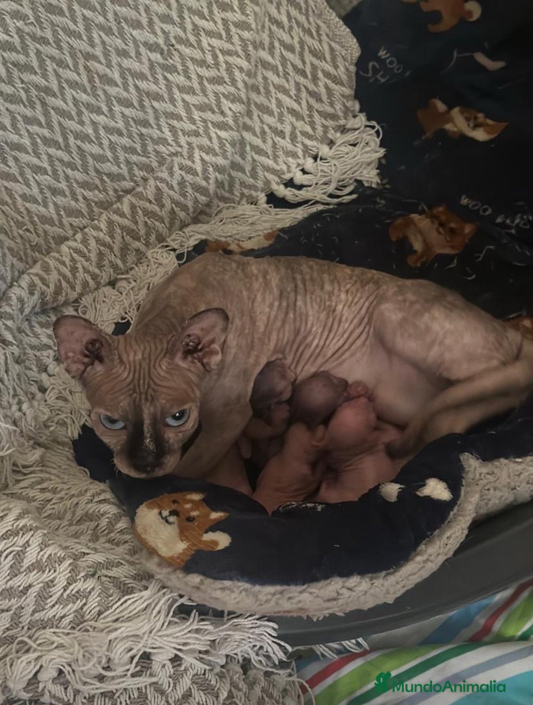 Sphynx gatos en venta: Gatitos Sphynx - Anuncio 3