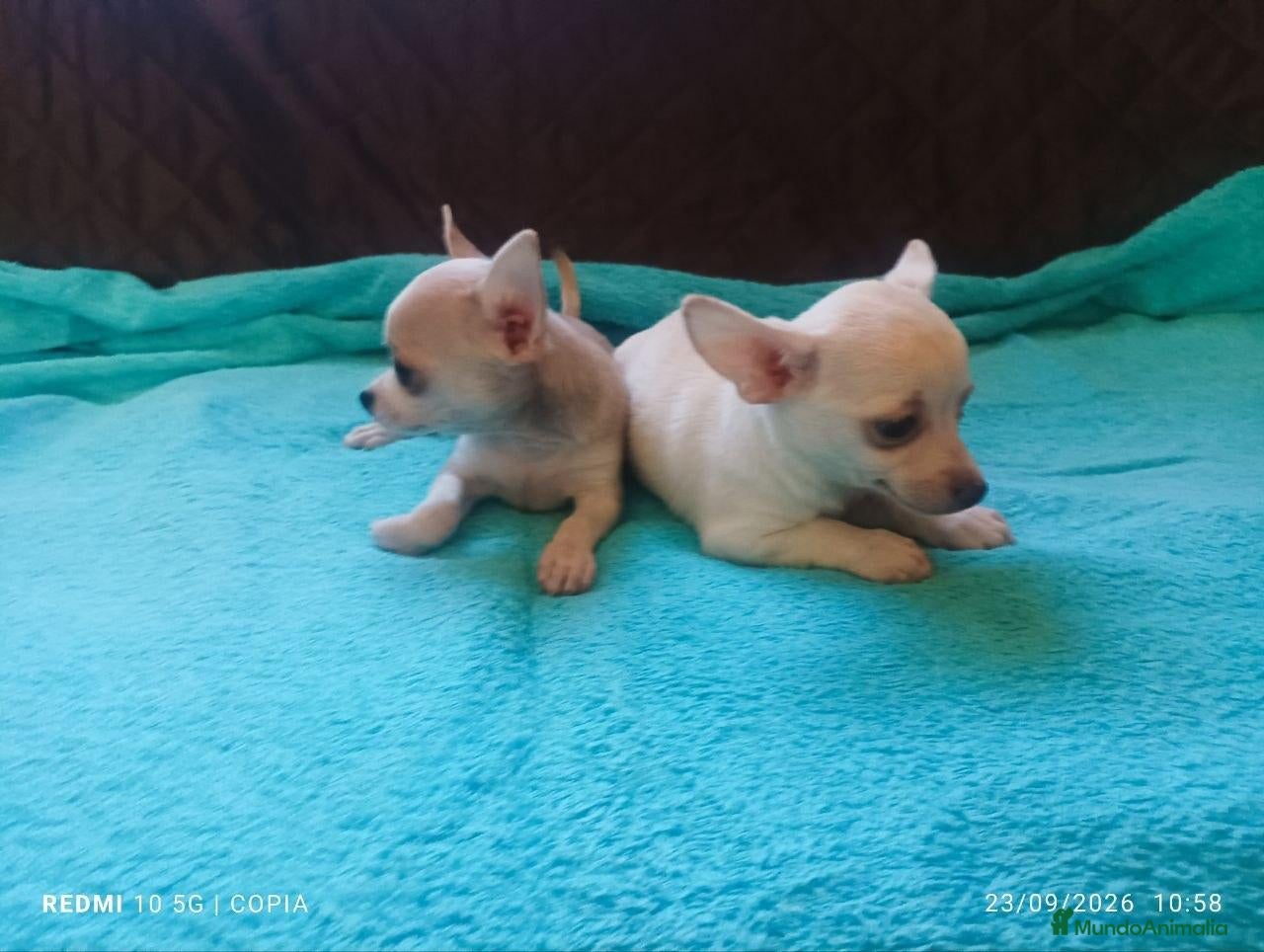 Chihuahua perros Cachorritos de chihuahua - Anuncio 2
