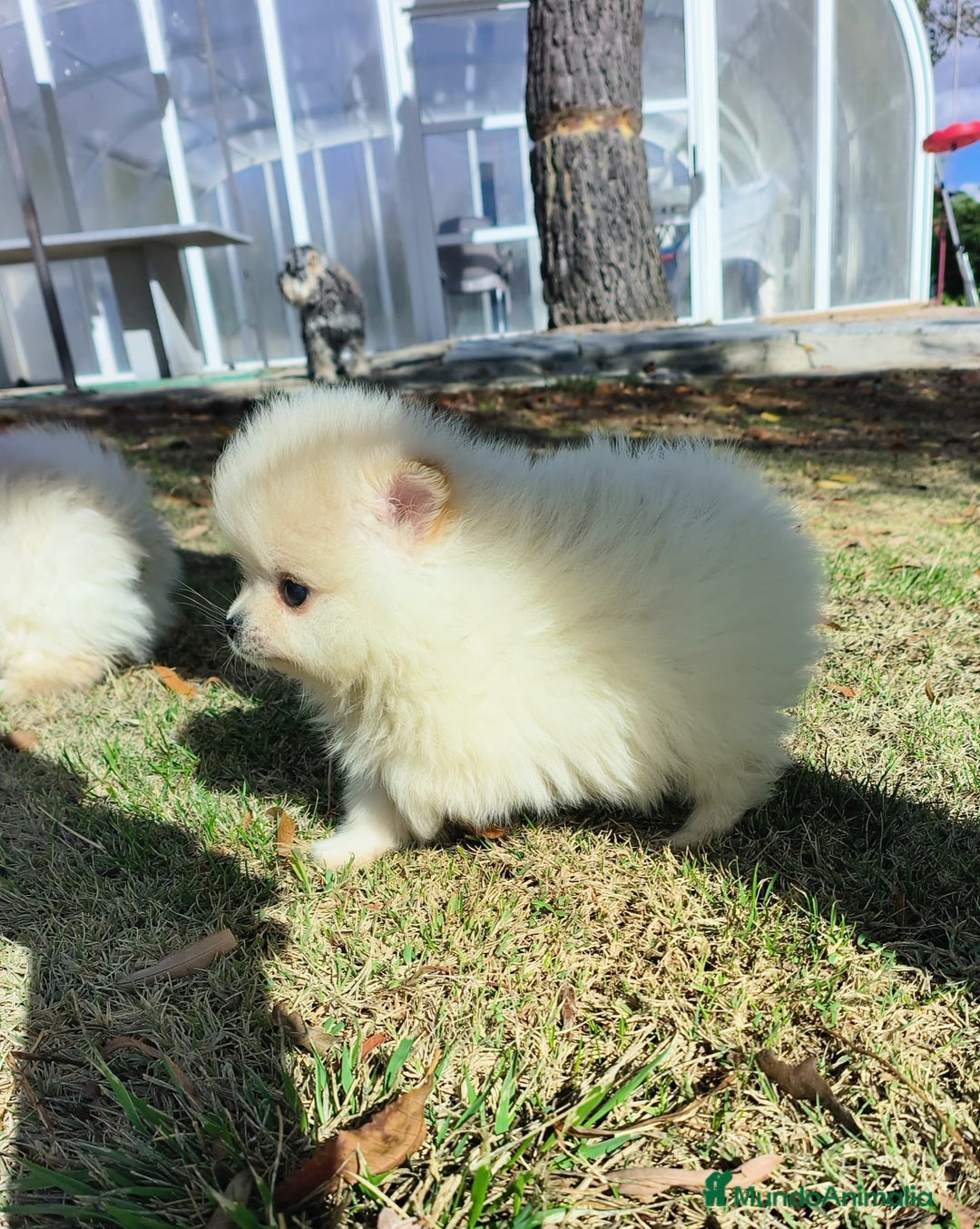 Pomerania perros en venta: Lulu pomerania - Imagen 4