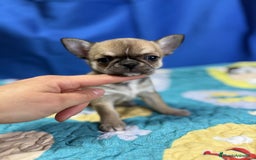 Chihuahua perros en venta: Chihuahua exótico línea rusa - Imagen 3