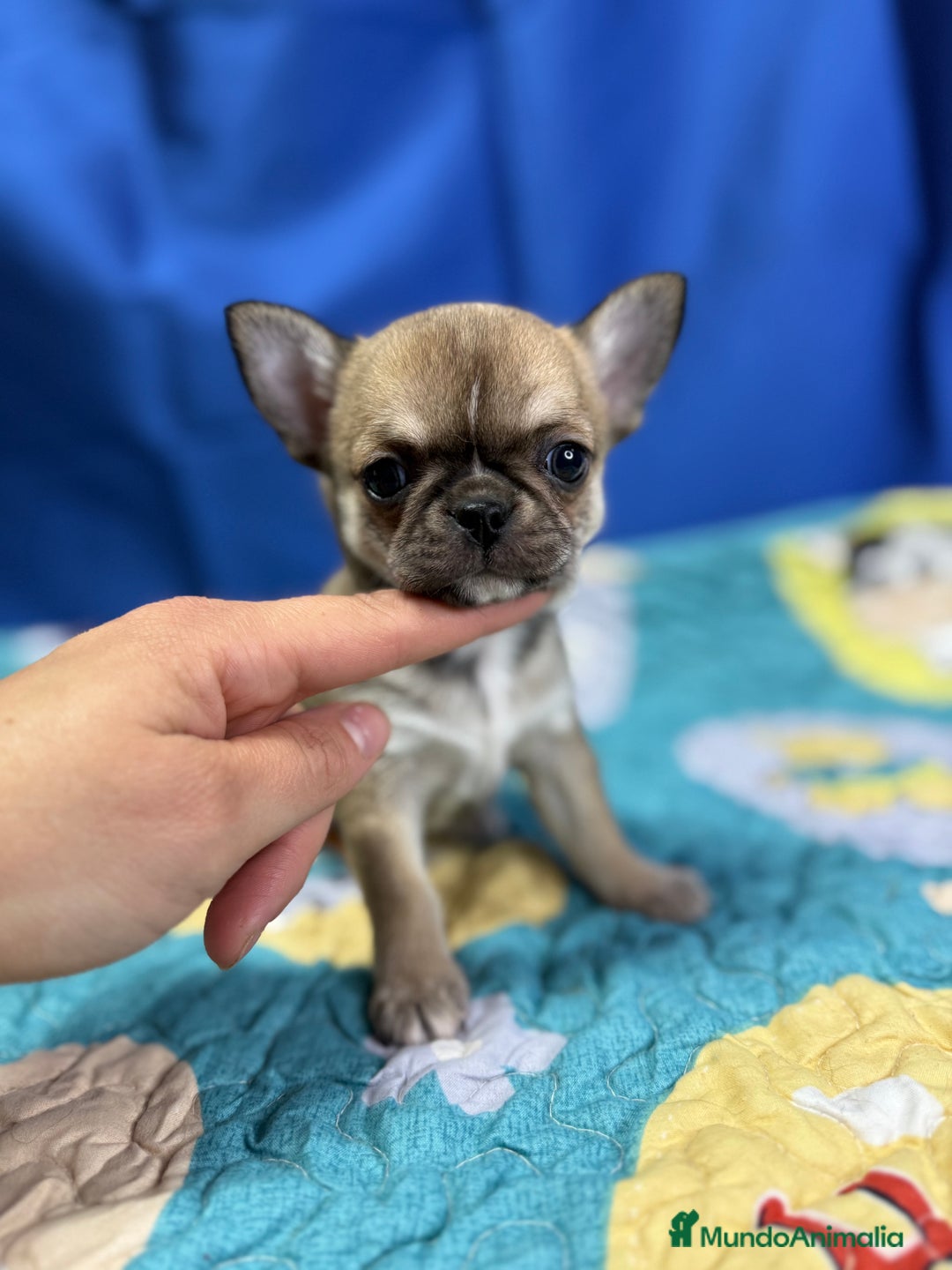 Chihuahua perros en venta: Chihuahua exótico línea rusa - Imagen 3