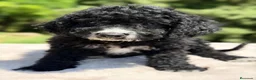 Perro de Agua Español perros en venta: Pdae negro  - Anuncio 5