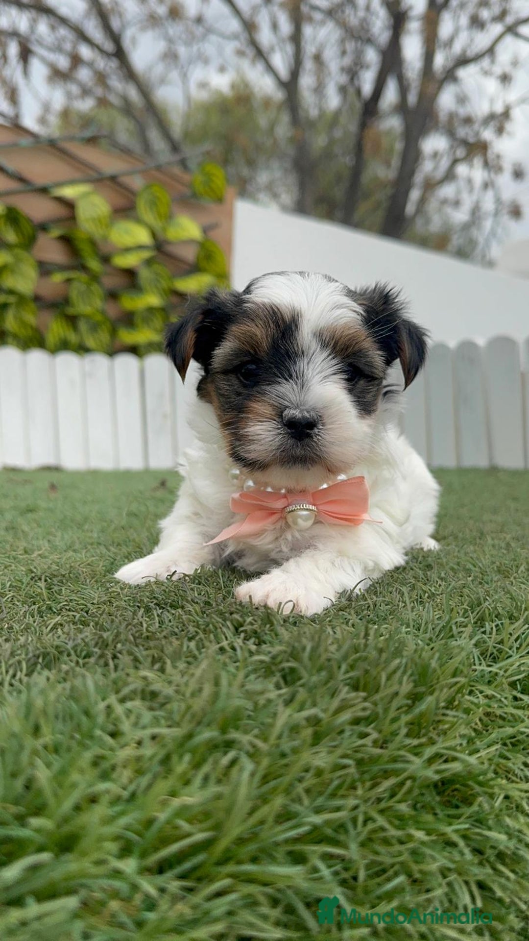 Yorkshire Terrier perros en venta: YORSKHIRE BIEWER HEMBRA - Anuncio 7