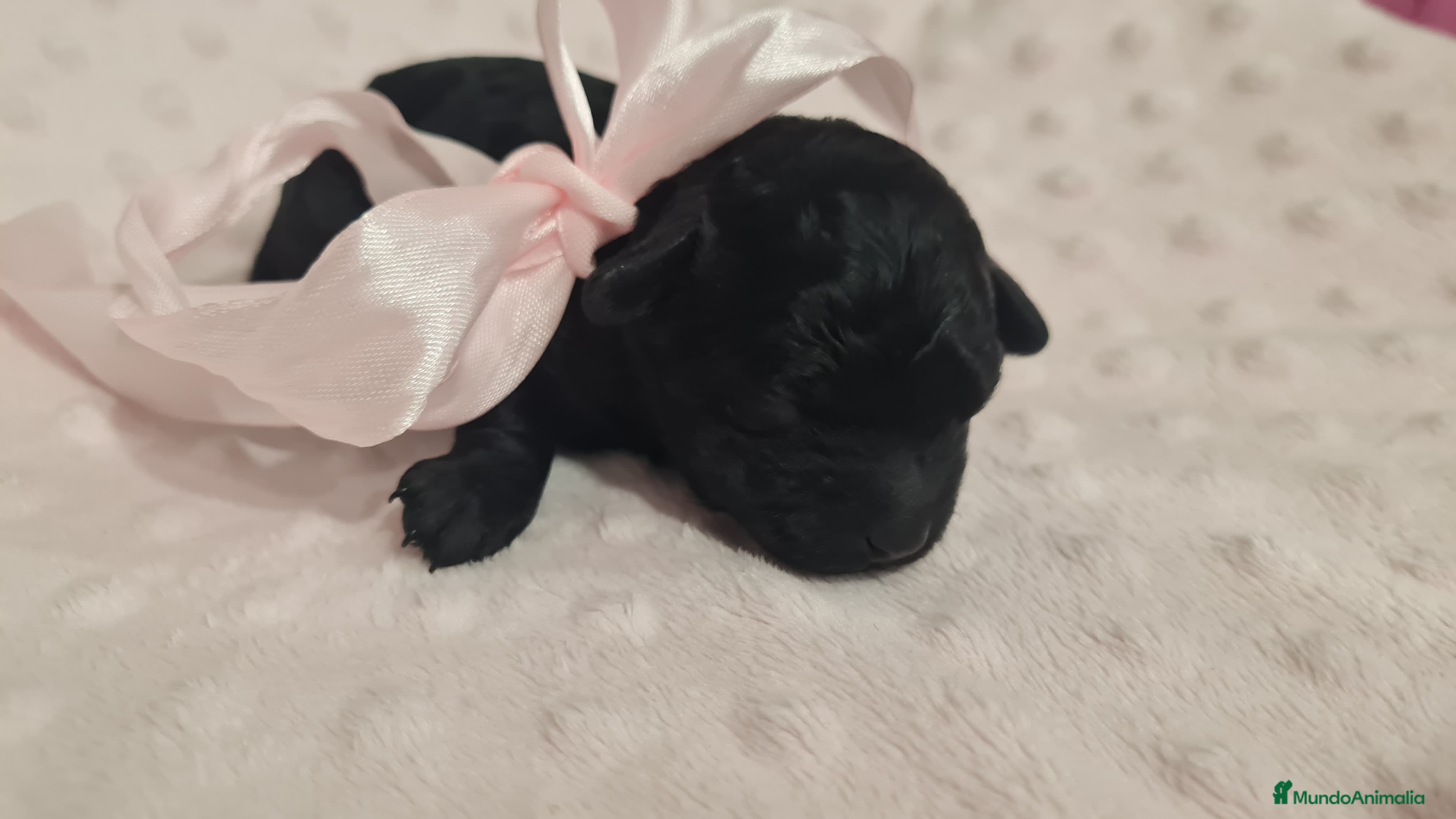 Caniche Toy perros Hembrita asiática  - Anuncio 1