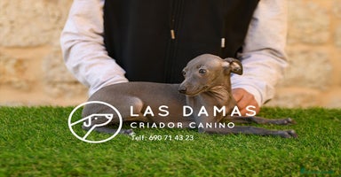 Pequeño Lebrel Italiano perros - Anuncio 10